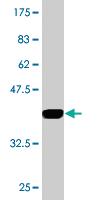 Anti-RPP14 Mouse Monoclonal Antibody [clone: 3H4]