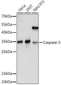 Western blot analysis of extracts of various cell lines, using Anti-Caspase-3 Antibody (A93186) at 1:1,000 dilution