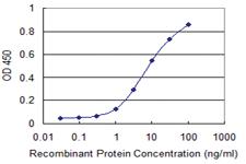 Anti-PTPRN2 Mouse Monoclonal Antibody [clone: 3B7]