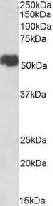 Anti-SLC40A1 Goat Polyclonal Antibody