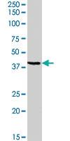 Anti-GPR119 Goat Polyclonal Antibody