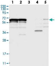 Anti-ZNF655 Rabbit Polyclonal Antibody