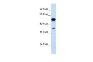 Anti-DDAH1 Rabbit Polyclonal Antibody