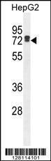 Anti-LRC40 Rabbit Polyclonal Antibody (APC (Allophycocyanin))