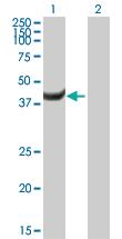 Anti-MPI Mouse Polyclonal Antibody