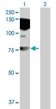 Anti-HDX Mouse Polyclonal Antibody