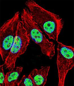 Anti-ZNF207 Rabbit Polyclonal Antibody (FITC (Fluorescein Isothiocyanate))