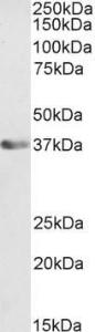 Anti-ATF1 Antibody (A85122) (0.1 µg/ml) staining of A431 nuclear cell lysate (35 µg protein in RIPA buffer). Primary incubation was 1 hour. Detected by chemiluminescence