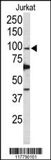 Anti-POLD1 Rabbit Polyclonal Antibody