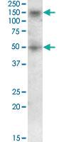 Anti-RNF139 Goat Polyclonal Antibody