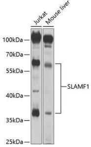 Western blot analysis of extracts of various cell lines, using Anti-SLAM / CD150 Antibody (A8990) at 1:1,000 dilution. The secondary antibody was Goat Anti-Rabbit IgG H&L Antibody (HRP) at 1:10,000 dilution.