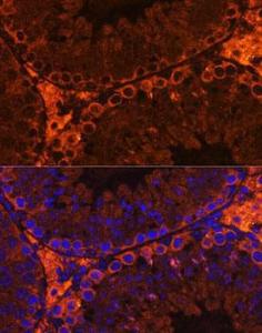 Immunofluorescence analysis of mouse testis using Anti-C20orf26 Antibody (A307884) at a dilution of 1:100 DAPI was used to stain the cell nuclei (blue)