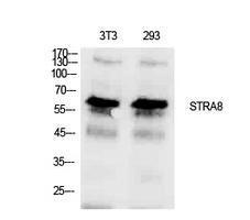 Anti-Stra8 Rabbit Polyclonal Antibody