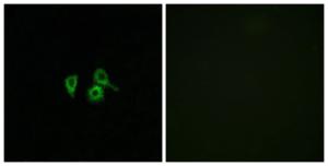 Immunofluorescence analysis of A549 cells using Anti-OR10H4 Antibody. The right hand panel represents a negative control, where the antibody was pre-incubated with the immunising peptide