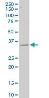 Anti-CAPZA2 Mouse Polyclonal Antibody