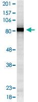 Anti-HSP90AA1 Mouse Monoclonal Antibody [clone: 4F3.E8]