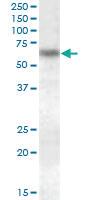 Anti-GRN Goat Polyclonal Antibody