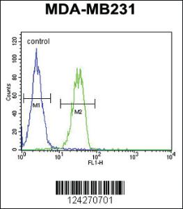 Anti-B4GALT6 Rabbit Polyclonal Antibody