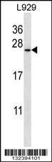 Anti-COPZ1 Rabbit Polyclonal Antibody (PE (Phycoerythrin))