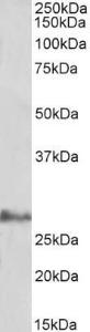 Anti-IL17D Antibody (A85125) (0.3µg/ml) staining of Human Adipose lysate (35µg protein in RIPA buffer). Primary incubation was 1 hour. Detected by chemiluminescence.