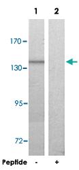 Anti-COL20A1 Rabbit Polyclonal Antibody