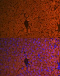 Immunofluorescence analysis of mouse liver using Anti-Hemopexin Antibody [ARC1444] (A305314) at a dilution of 1:100 (40x lens). DAPI was used to stain the cell nuclei (blue)