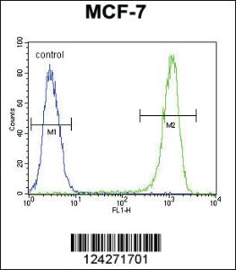 Anti-BCL10 Rabbit Polyclonal Antibody