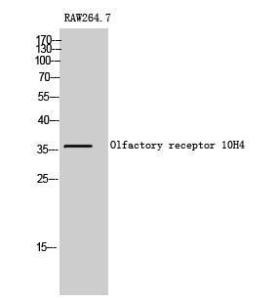 Western blot analysis of RAW264.7 cells using Anti-OR10H4 Antibody