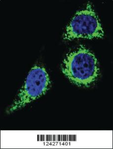 Anti-BCL10 Rabbit Polyclonal Antibody