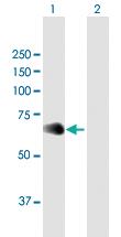 Anti-NFIL3 Mouse Polyclonal Antibody