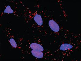 Anti-FAS + RAP1A Antibody Pair