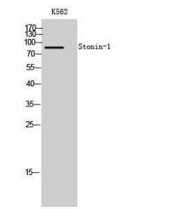 Western blot analysis of K562 cells using Anti-STON1 Antibody