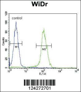 Anti-BEX1 Rabbit Polyclonal Antibody