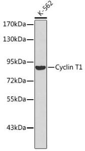 Western blot analysis of extracts of K-562 cells, using Anti-Cyclin T1 Antibody (A8992). The secondary antibody was Goat Anti-Rabbit IgG H&L Antibody (HRP) at 1:10,000 dilution. Lysates/proteins were present at 25µg per lane. The blocking buffer used was 3% non-fat dry milk in TBST.