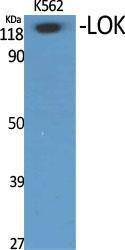 Western blot analysis of various cells using Anti-STK10 Antibody