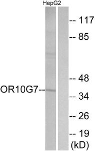 Western blot analysis of lysates from HepG2 cells using Anti-OR10G7 Antibody. The right hand lane represents a negative control, where the antibody is blocked by the immunising peptide