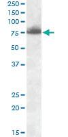 Anti-DLL1 Goat Polyclonal Antibody