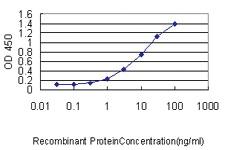 Anti-LAT Mouse Monoclonal Antibody [clone: 3B11-1D5]