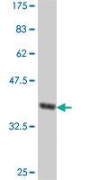 Anti-NRD1 Mouse Polyclonal Antibody