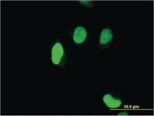 Anti-SERTAD1 Mouse Monoclonal Antibody [clone: 3H4]