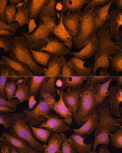 Immunofluorescence analysis of U-2OS cells using Anti-Caspase-3 Antibody (A93186) at a dilution of 1:100. DAPI was used to stain the cell nuclei (blue)