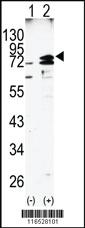 Anti-HSPA8 Rabbit Polyclonal Antibody