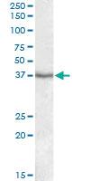 Anti-PON1 Goat Polyclonal Antibody