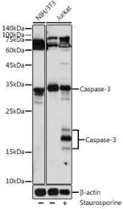 Antibody A93187-100 100 µl