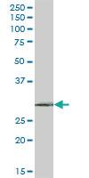 Anti-RPAIN Mouse Polyclonal Antibody