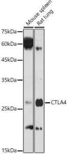 Anti-CTLA4 Antibody (A8994)