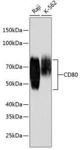 Western blot analysis of extracts of various cell lines, using Anti-CD80 Antibody [ARC0384] (A309124) at 1:1,000 dilution The secondary antibody was Goat Anti-Rabbit IgG H&L Antibody (HRP) at 1:10,000 dilution Lysates/proteins were present at 25 µg per lane