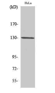 Western blot analysis of HuvEc cells using Anti-STK10 Antibody