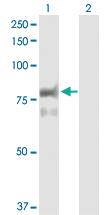 Anti-PTPRR Rabbit Polyclonal Antibody