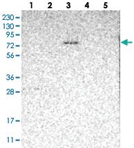 Anti-LRRC45 Rabbit Polyclonal Antibody